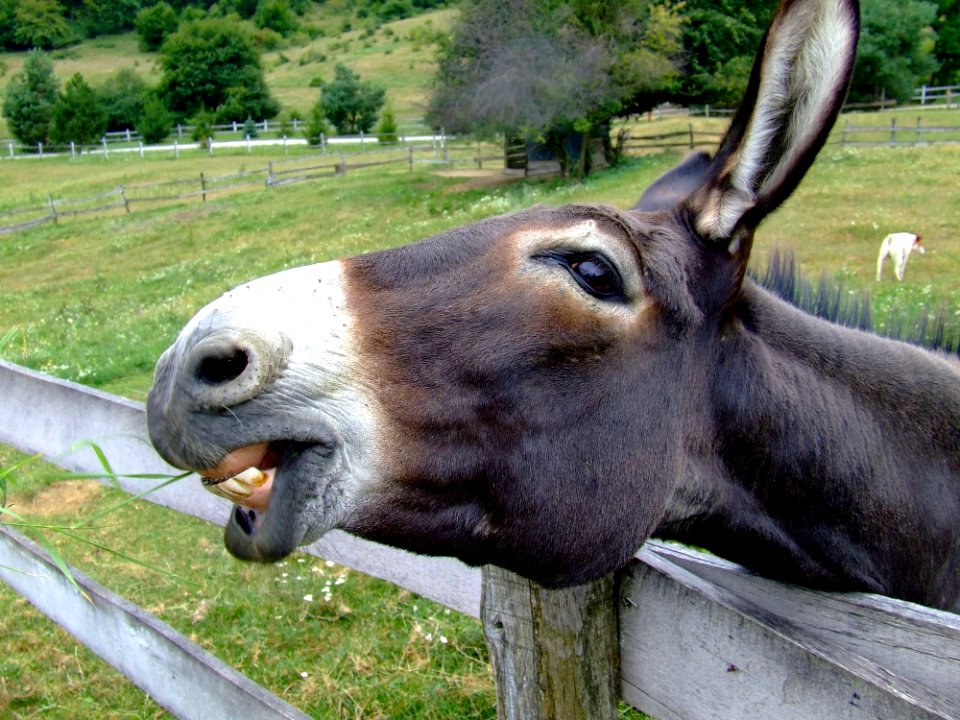 Black And White Donkey Head On A Grey Wooden Fence Nearby Green Grass Field