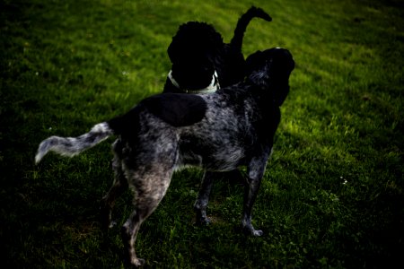 2 Black And Grey Dog On Grass Field During Daytime