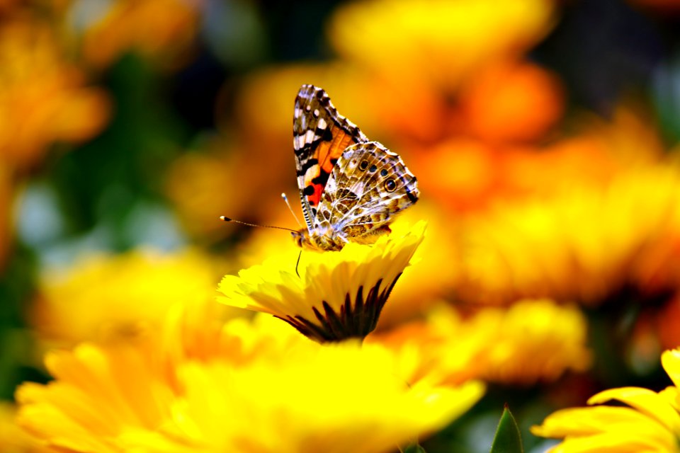 Selective Photo Butterfly On Yellow Petaled Flower During Daytime