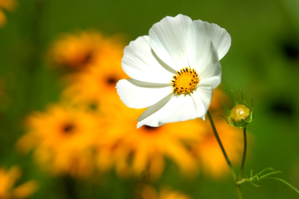 White Petaled Flower Near Yellow Petaled Flower