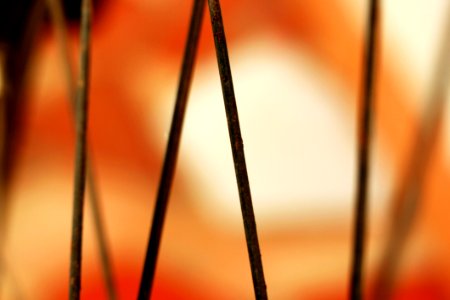 Brown Stem In Macro Lens