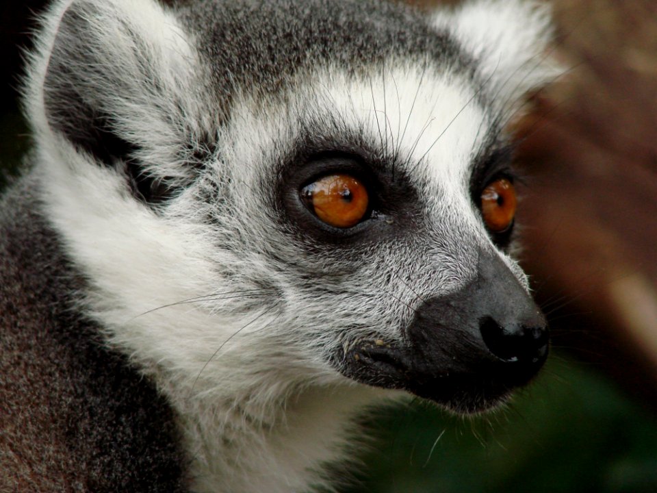 Close Up Photo Of Black And White Animal
