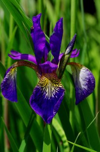 Close Up Photo Of Purple Broad Petal Flower