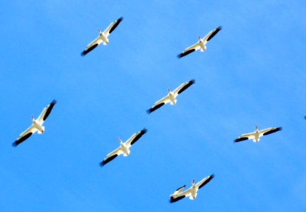 White And Black Bird Gliding During Blue Sky photo