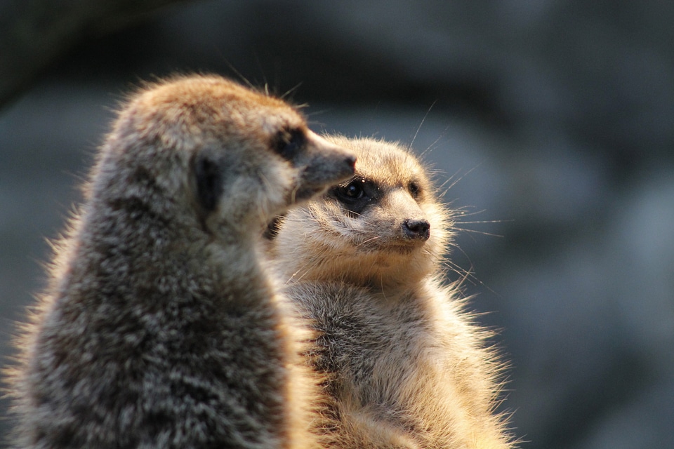 Nature animals mammal
