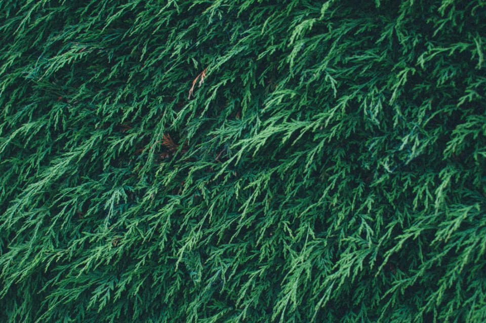 Green Pine