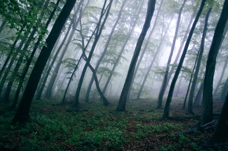 Forest With Thick Fog photo