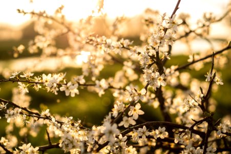 Sunlit Blooming Branches