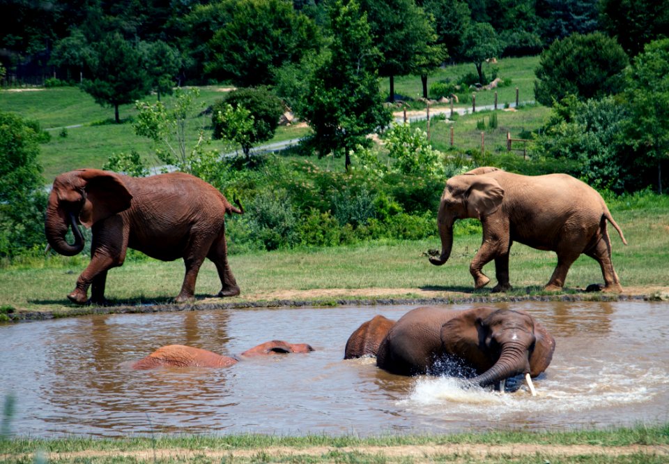 Elephants at the North Carolina Zoological Park in Asheboro, North Carolina. Original image from Carol M. Highsmith’s America, Library of Congress collection.