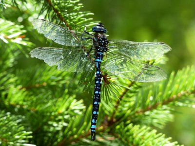 Black Blue And White Dragonfly