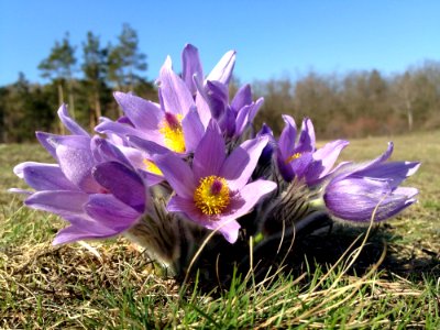 Purple Multi Petal Flower On Grass photo