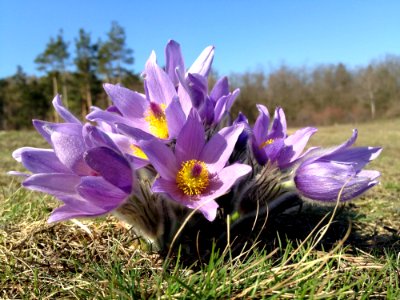 Purple Multi Petal Flower On Grass