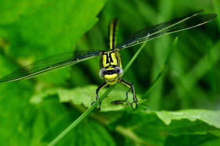 Green Dragon Fly