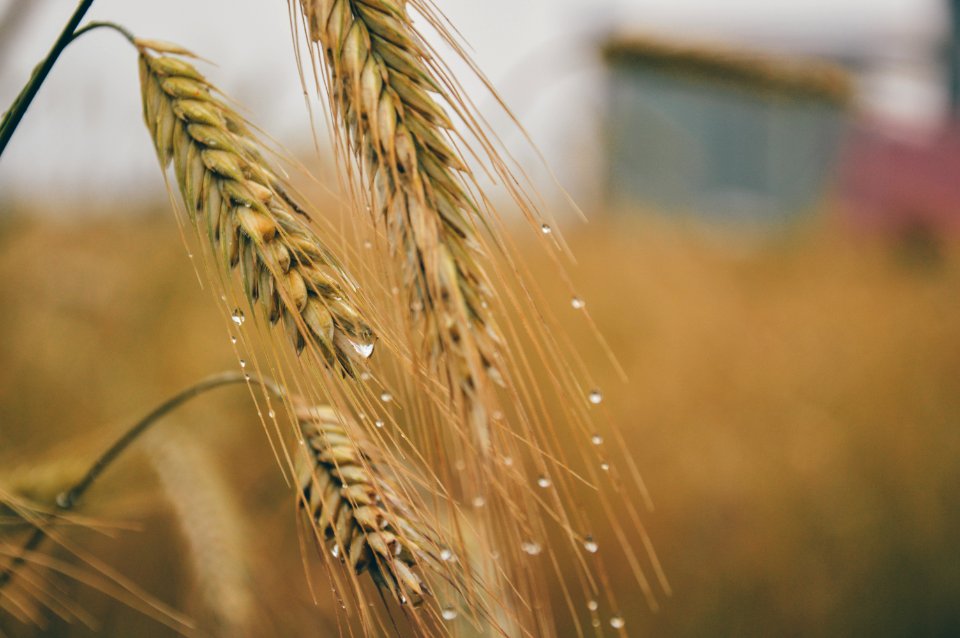 Dew On Cereal Grain