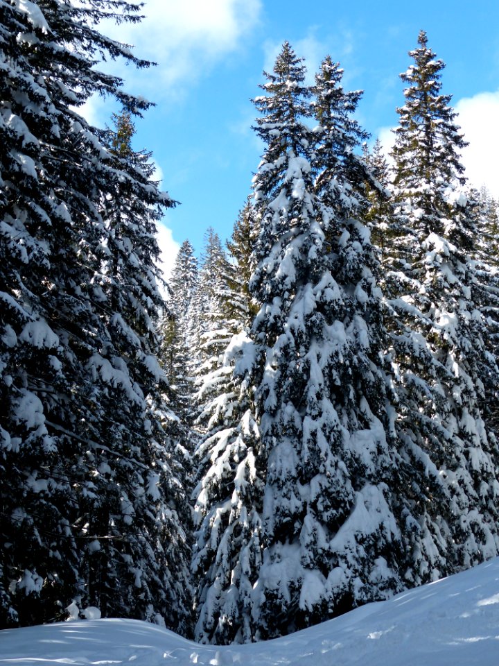 Snow Field With Green Pine Tree Under Blue Sky And White Clouds During Daytime