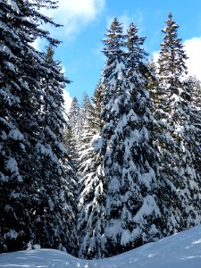 Snow Field With Green Pine Tree Under Blue Sky And White Clouds During Daytime photo