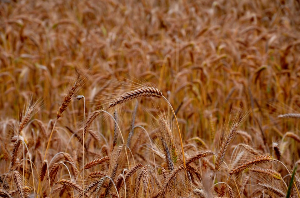 Golden Wheat In Field