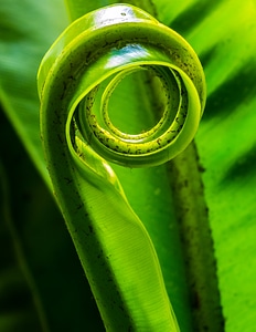 Leaf fern green rolled up photo