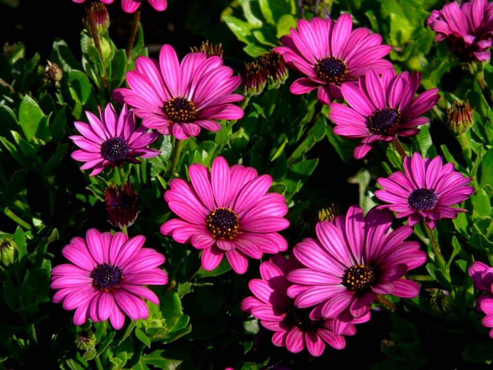 Purple Petal Flowers During Daytime