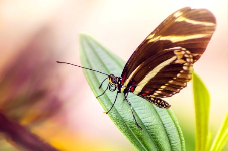 Black Yellow Butterfly On Green Leaf Plant During Daytime photo