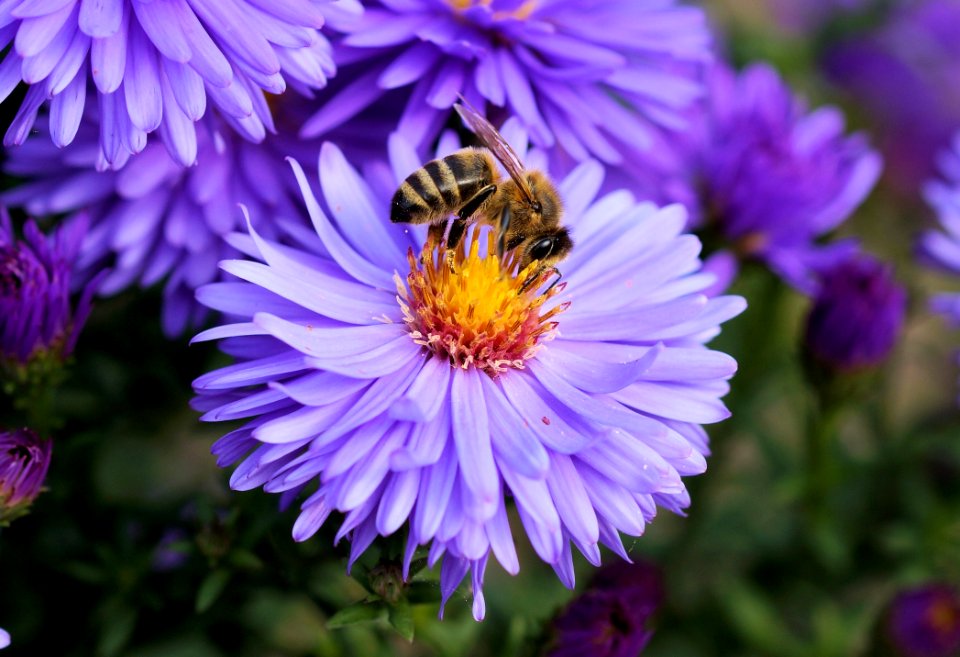 Close Up Photo Of Bee On Top Of Purple Flower