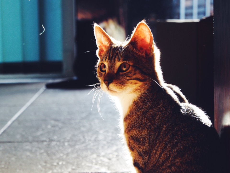Gray And Black Tabby Cat On Black Floor Panel