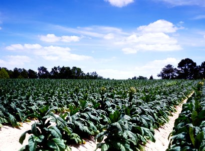 A thriving North Carolina tobacco field. Original image from Carol M. Highsmith’s America, Library of Congress collection. photo