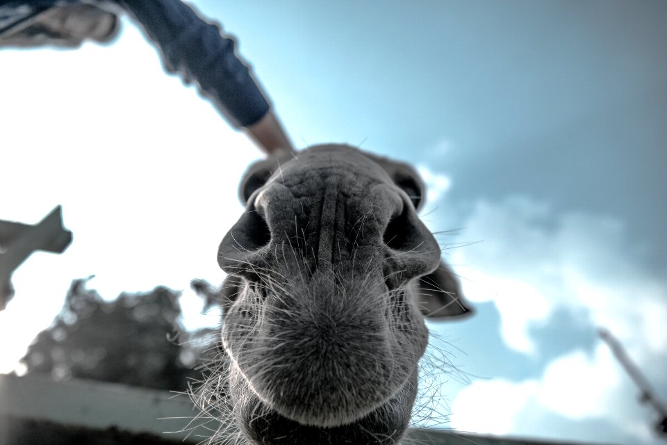 Grey Animal In Grray Scale Photo