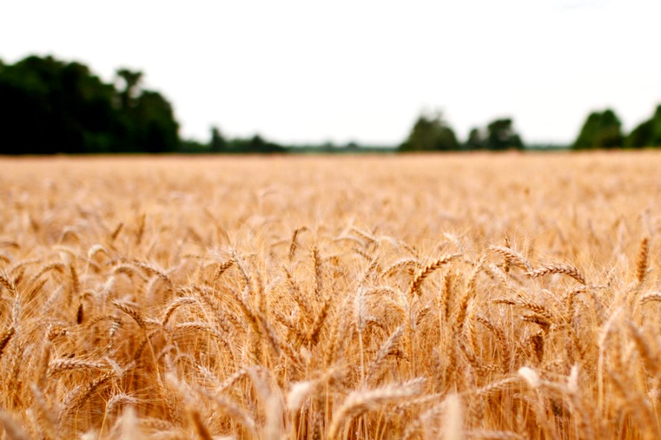 Golden Wheat Field