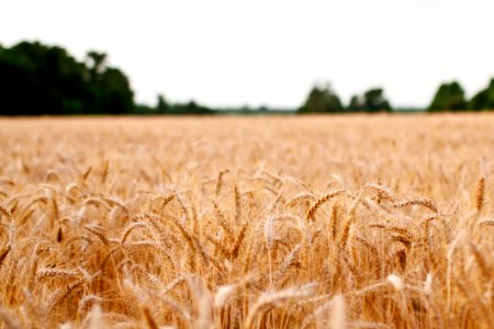 Golden Wheat Field