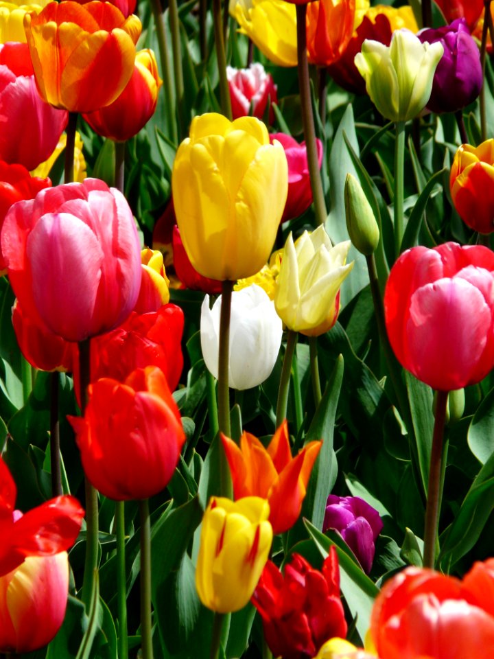 Yellow Purple And Red Tulip Flower During Day Time