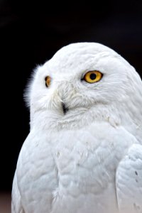 White Owl photo