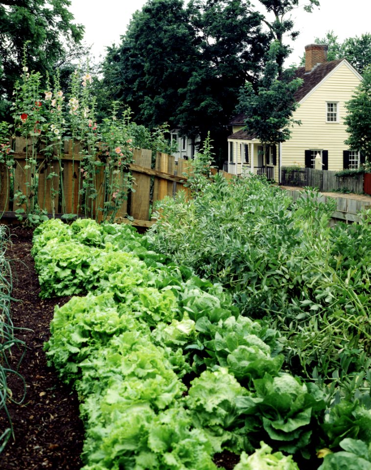 Garden, Old Salem, North Carolina. Original image from Carol M. Highsmith’s America, Library of Congress collection.
