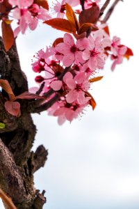 Pink Petal Flower In Closed Photography