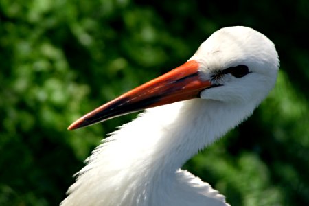 White Bird With Orange Beak photo
