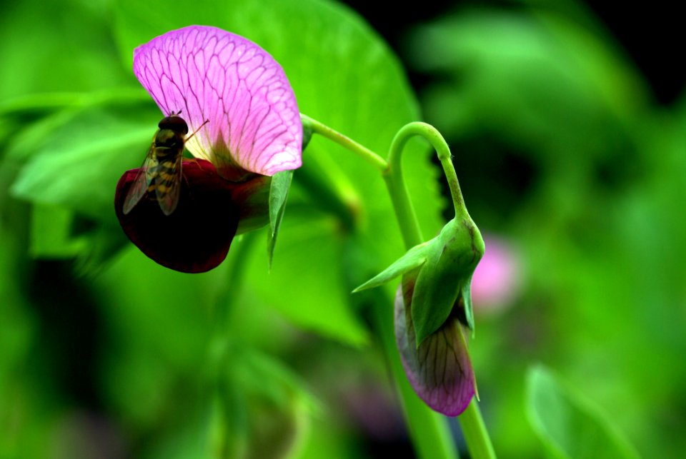 Green And Pink Flower