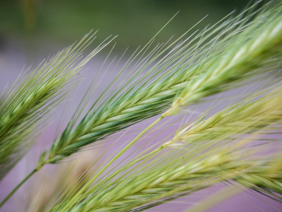 Close Up Of Cereal Grass