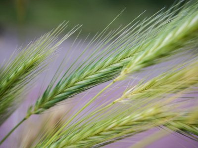 Close Up Of Cereal Grass