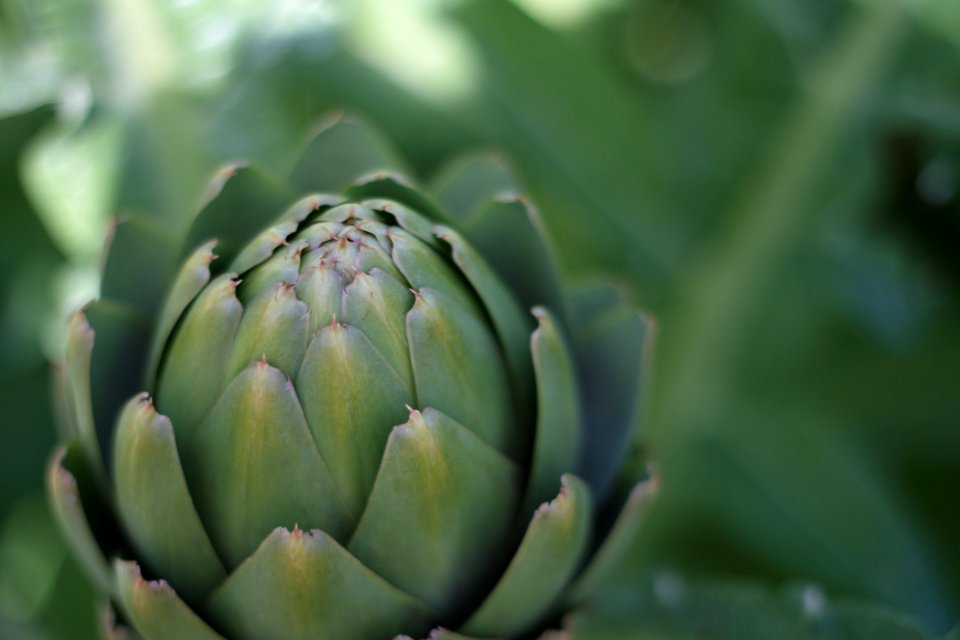 Green Plant