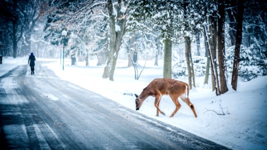 Deer On Snowy Forest Road photo