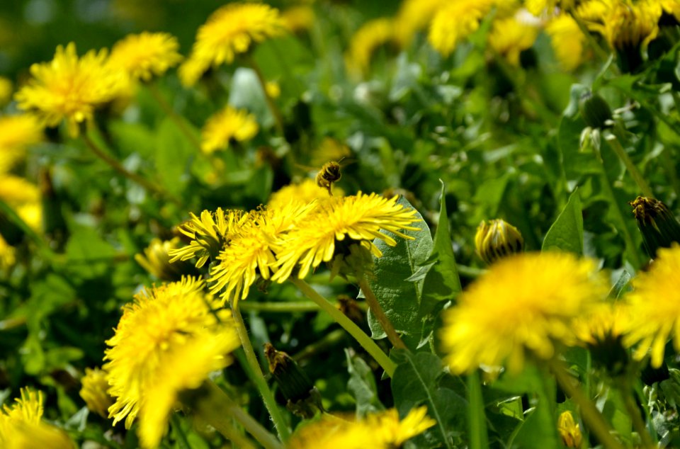 Yellow Petal Flower In Selective Focus Photo During Daytime photo