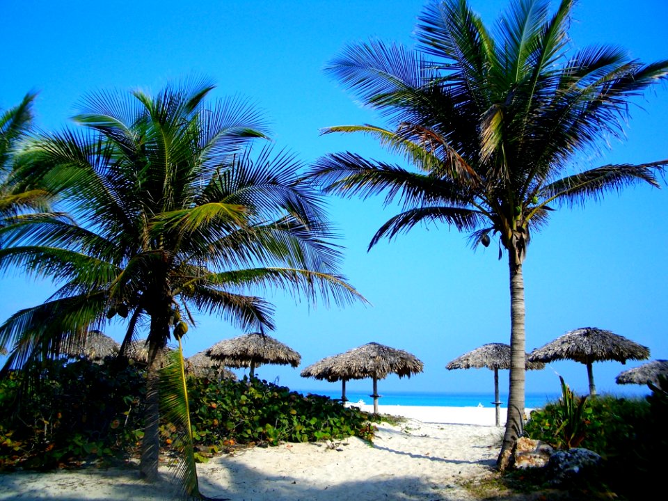 Green And Brown Palm Tree On White Sand photo