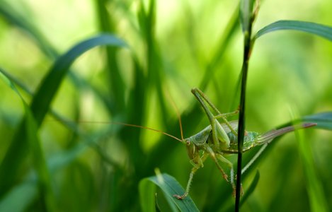 Green Grass Hopper On Green Leaf Grass photo