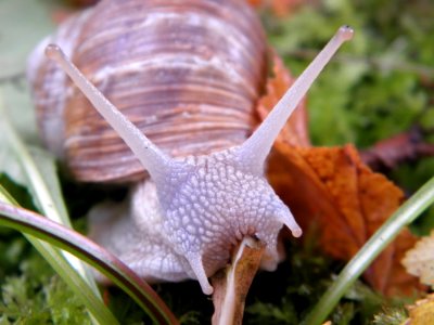 Brow And Purple Snail On Green Grass photo