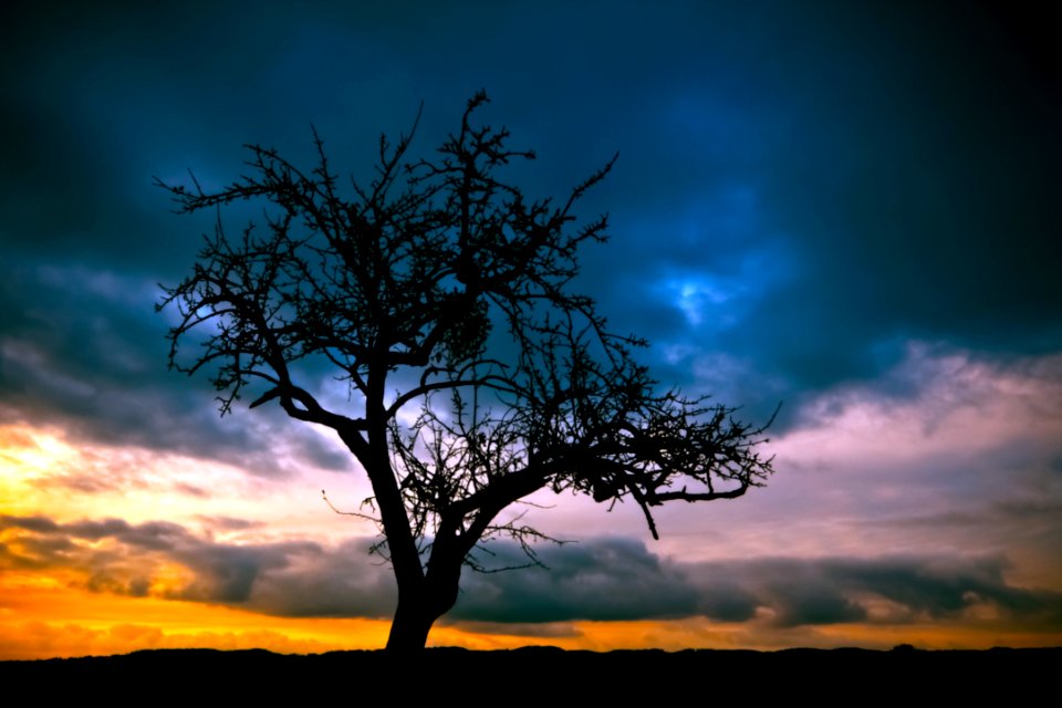 Silhouette Of Bare Tree Under Dimmed Sky During Sunset