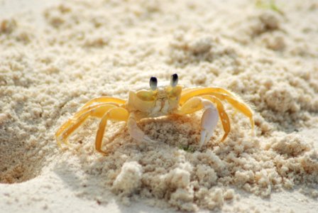 Yellow And White Crab On White Sand Beach During Daytime photo