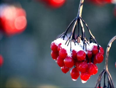Red Round Fruit Near Each Other