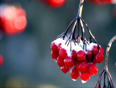 Red Round Fruit Near Each Other photo