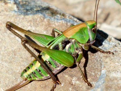 Green Grasshopper On Brown Stone photo