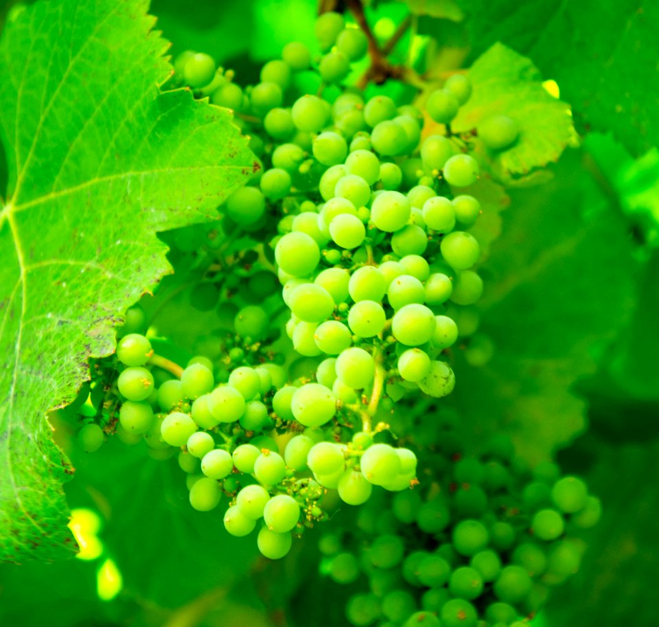 Green Grapes On Vine photo